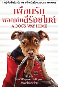 ดูหนัง A Dog’s Way Home (2019) เพื่อนรักผจญภัยสี่ร้อยไมล์