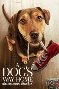 A Dog’s Way Home (2019) เพื่อนรักผจญภัยสี่ร้อยไมล์ พากย์ไทย